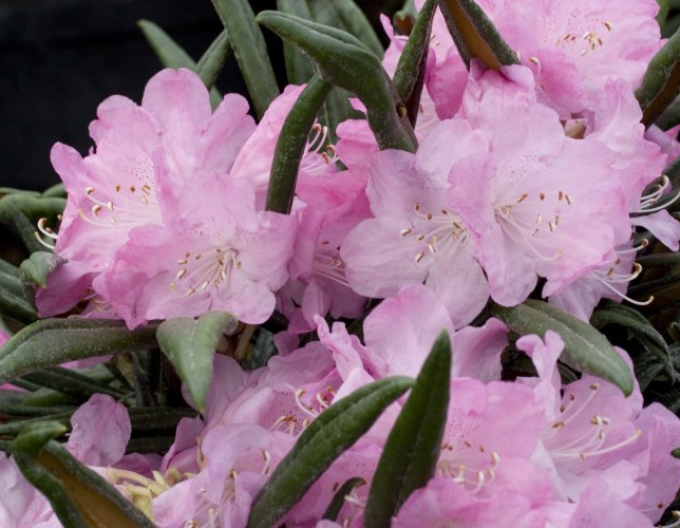 Rhododendron pitic/de ghiveci´jens  Jörgen Sörensen
