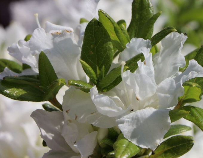 Azalea japoneza Freenkiessen