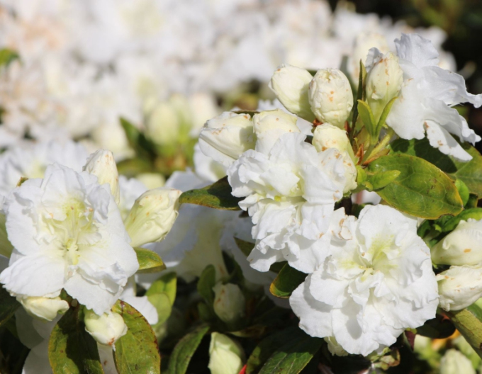 Azalea japoneza Freenkiessen