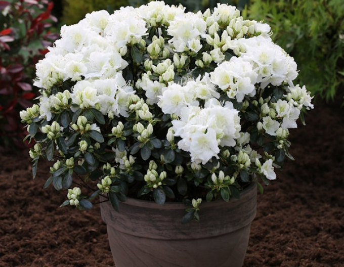 Azalea japoneza Freenkiessen