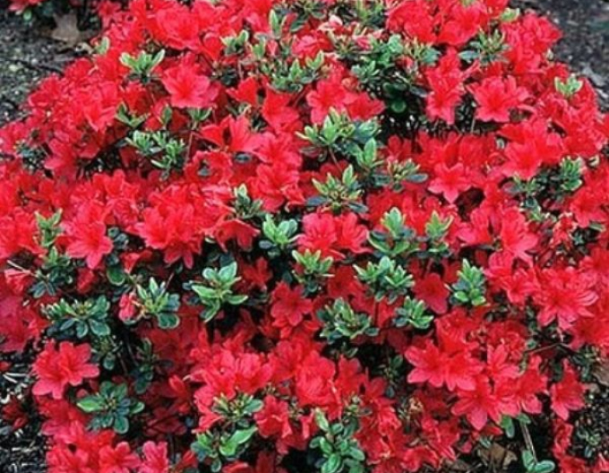 Azalea japoneza Hino - Crimson