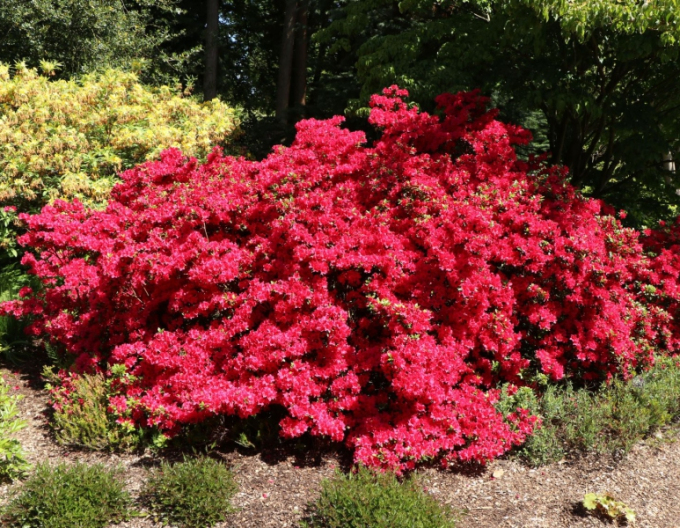 Azalea japoneza Hino - Crimson