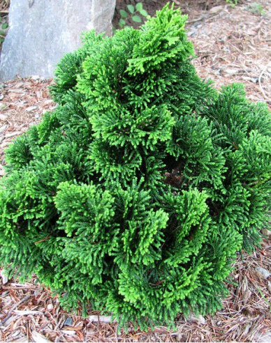 Chamaecyparis obtusa NANA GRACILIS