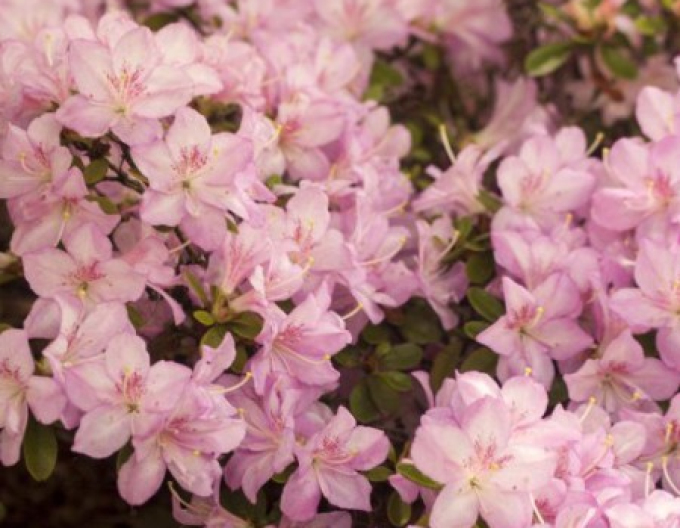 Azalea japoneza Negligé