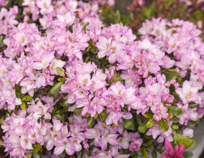 Azalea japoneza Negligé