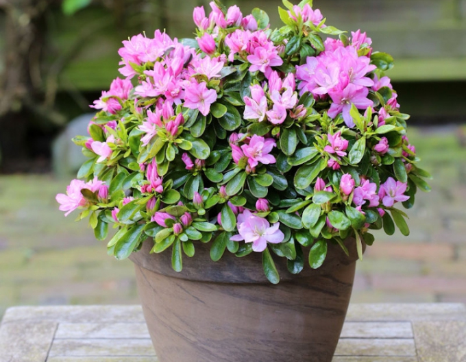 Azalea japoneza Negligé