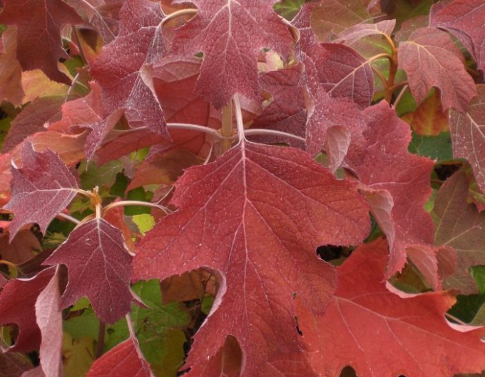 Hortensia cu frunze duble "Snow Giant