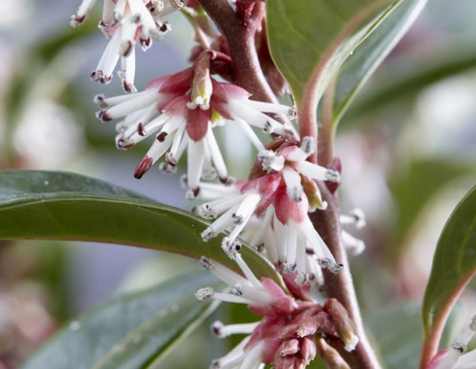 Sarcococca ´Winter Gem´
