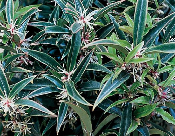 Sarcococca ´Winter Gem´
