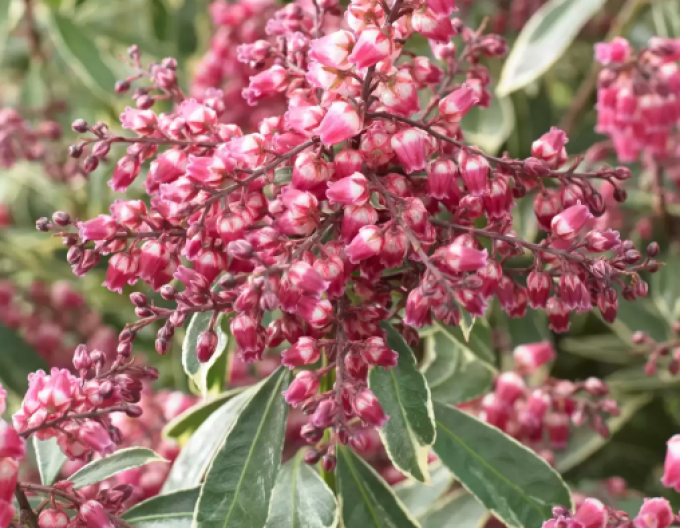 Pieris japonica ´Polar Passion´