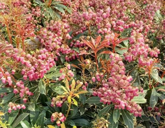 Pieris japonica ´Polar Passion´