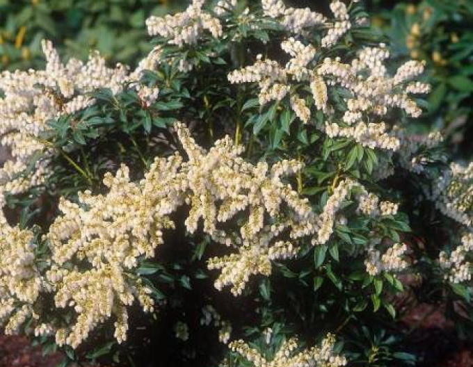 Pieris japonica ´Purătate´