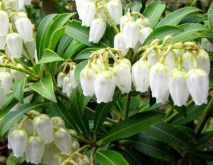 Pieris japonica ´Purătate´