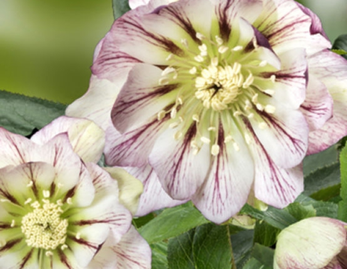 Hellebore  hibrid Maggy
