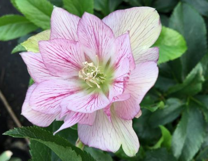 Hellebore  hibrid Maggy
