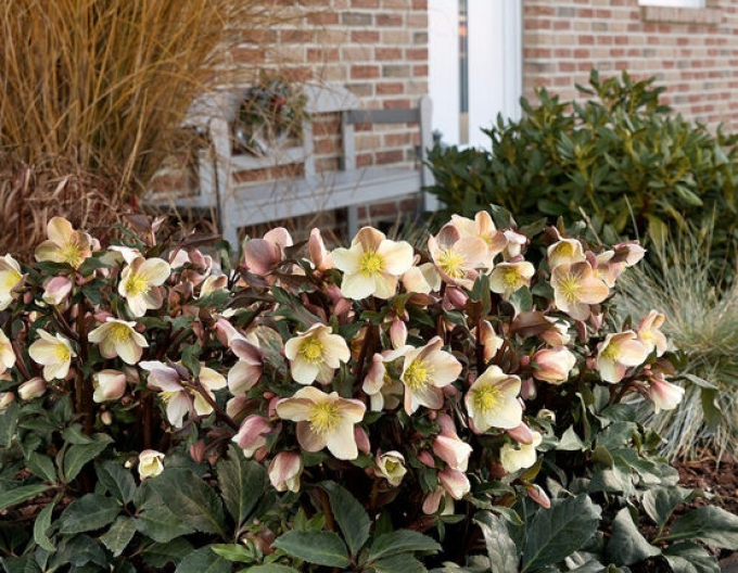 Hellebore Hibrid  Camelot
