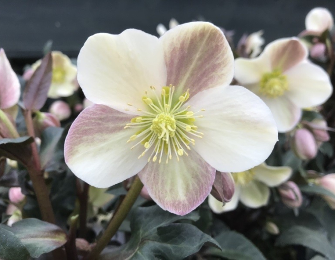 Hellebore Hibrid  Camelot