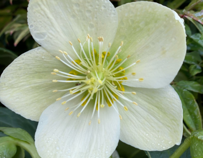 Hellebore hibrid Ice Breaker Max