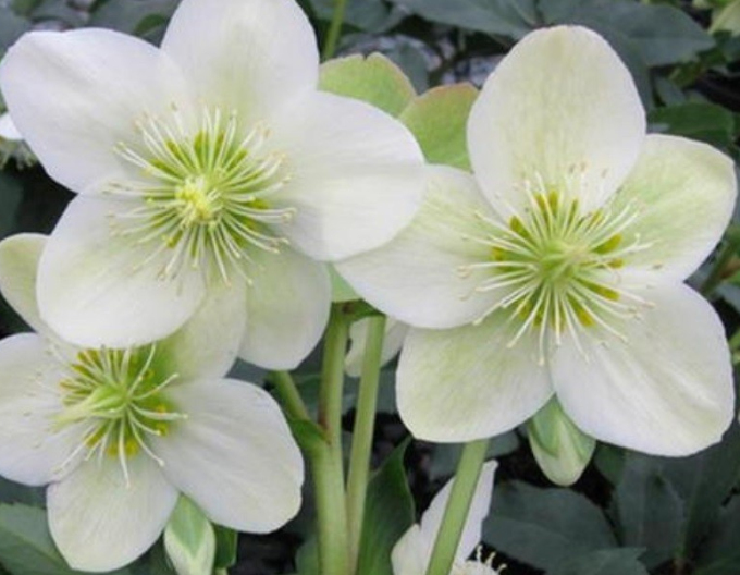 Hellebore hibrid Ice Breaker Max
