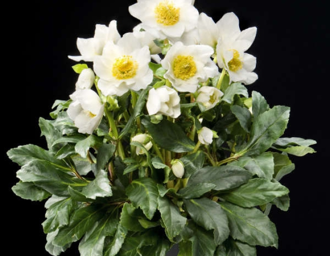 Hellebore hibrid Jacob Royal