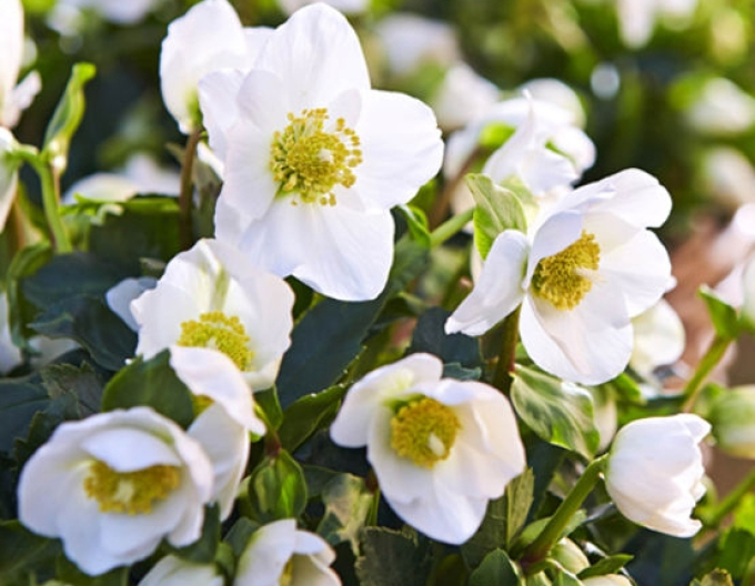 Hellebore hibrid Jacob Royal