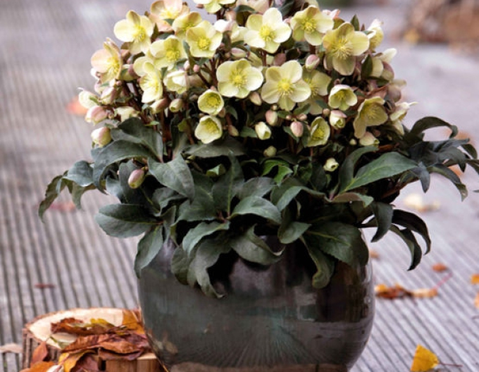 Hellebore hibrid Marlon