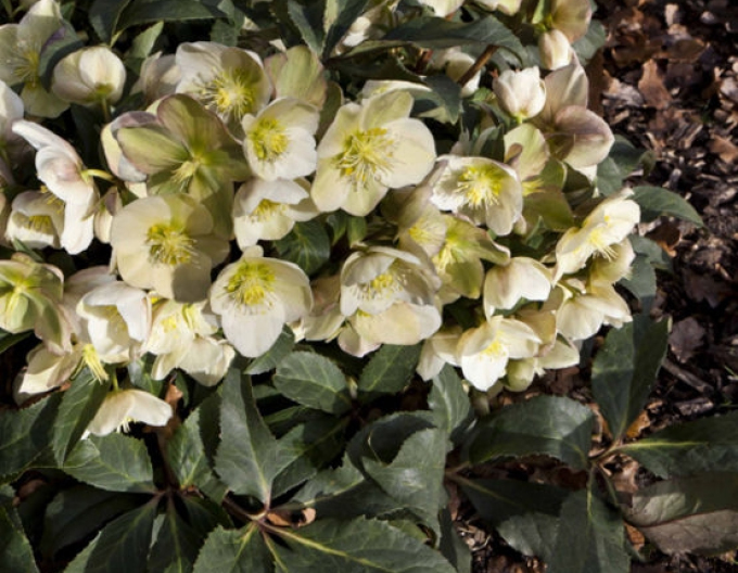 Hellebore hibrid Marlon