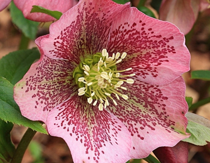Hibridul de hellebore al lui Merlin