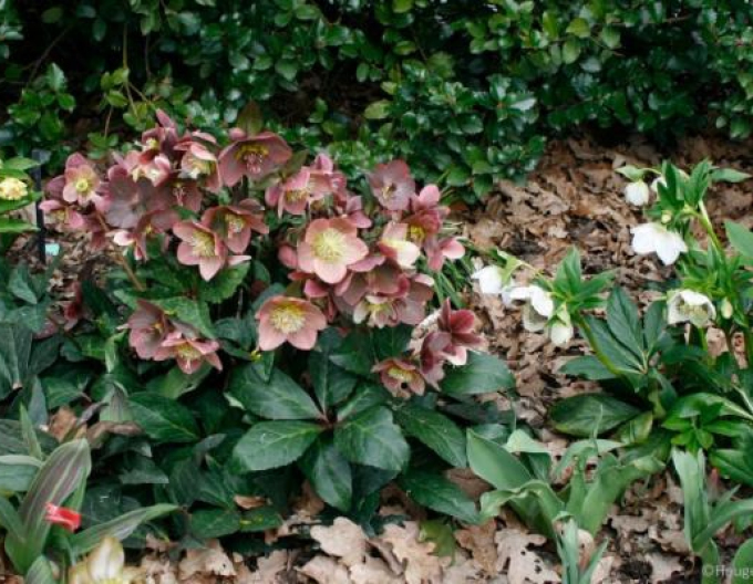 Hibridul de hellebore al lui Merlin