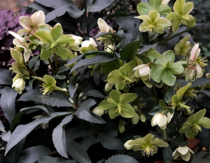 Hellebore hibrid Monte Christo