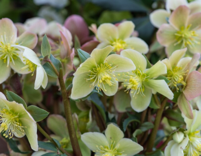 Hellebore hibrid Monte Christo
