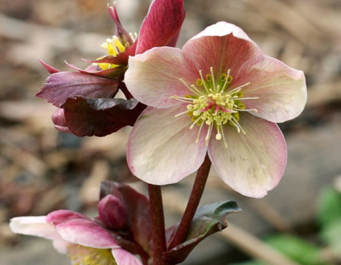 Hellebore hibrid Pink Frost