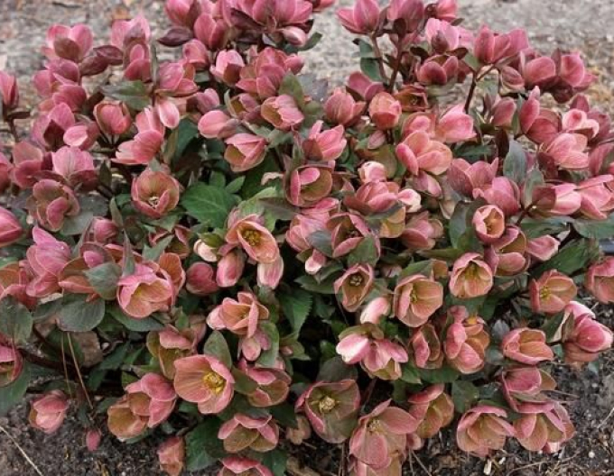 Hellebore hibrid Pink Frost