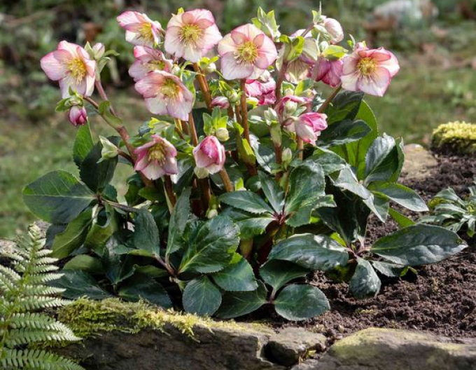 Holly hibrid Ice N Roses Carlotta