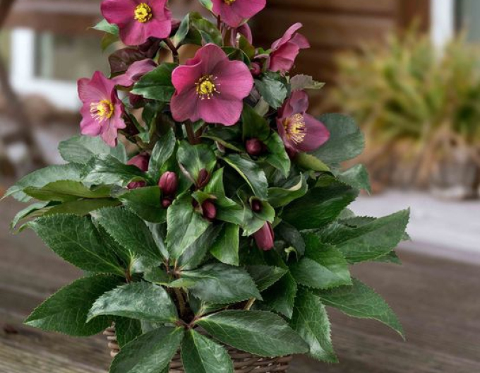 Holly hibrid ´ Ice N´ Roses Early Red´