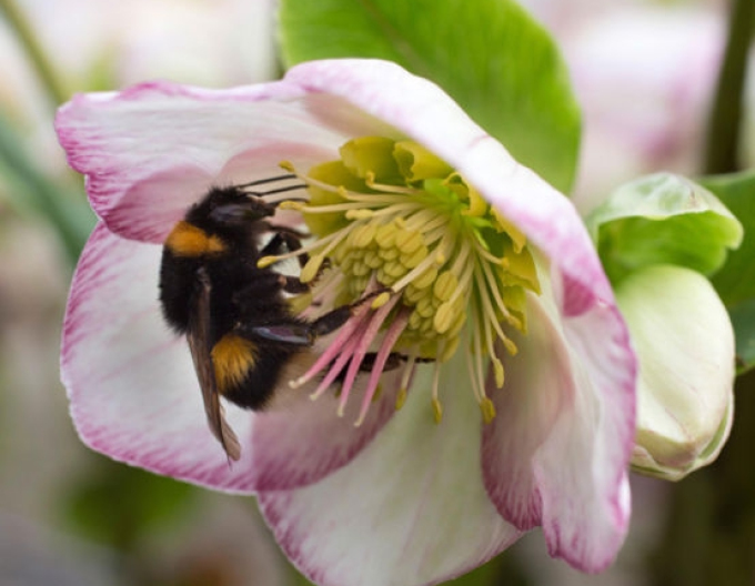 Hellebore Ice N Roses Picotee