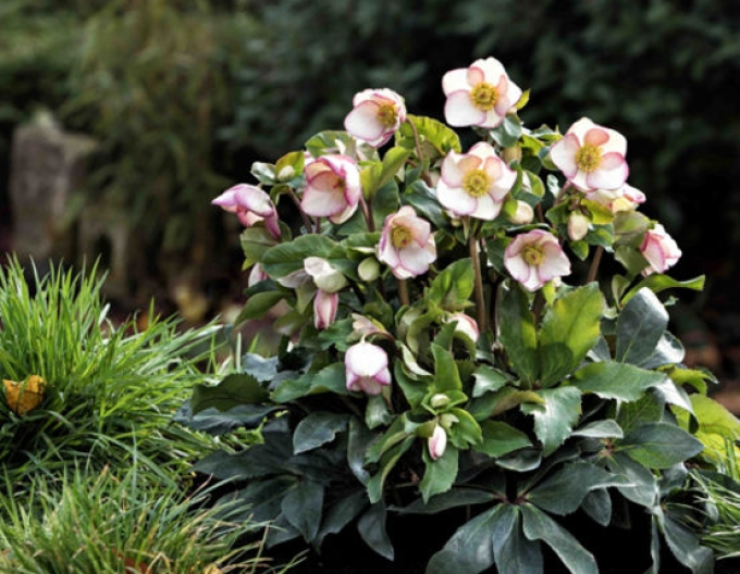 Hellebore Ice N Roses Picotee