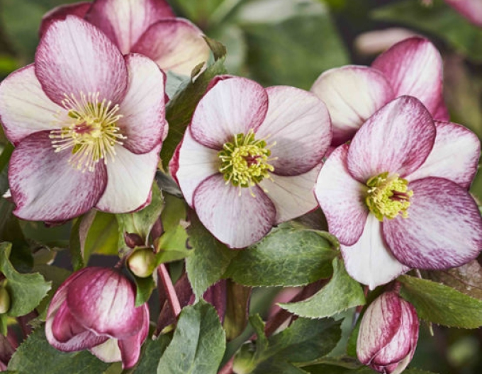 Ice N Roses Rosado hibrid hellebore