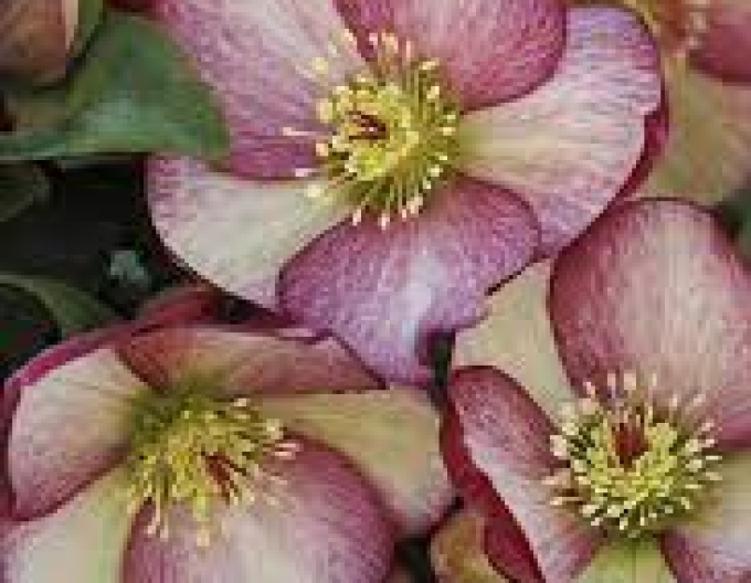 Ice N Roses Rosado hibrid hellebore