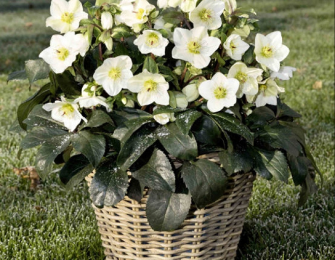Hollebore  hibrid Ice N Roses White