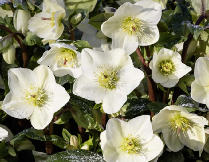 Hollebore  hibrid Ice N Roses White