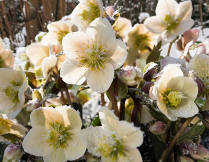 Hellebore hibrid "Shooting star