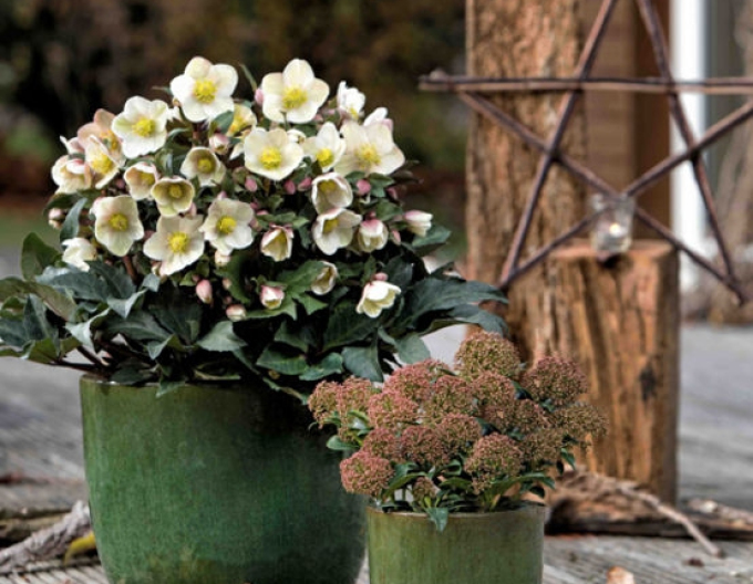 Hellebore hibrid "Shooting star