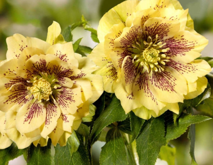 Hellebore hibrid SP Abby