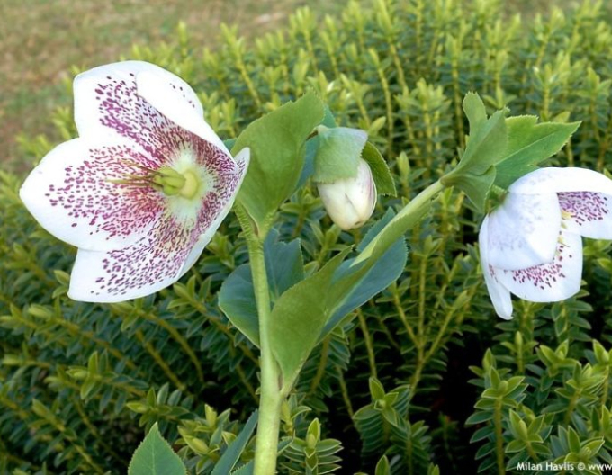 Helleborină hibridă ´SP Conny´
