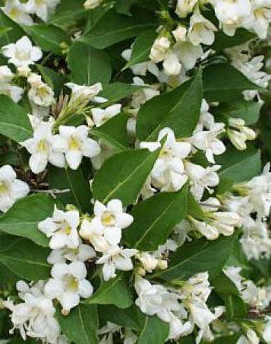 Weigelia ´Snow Flake´