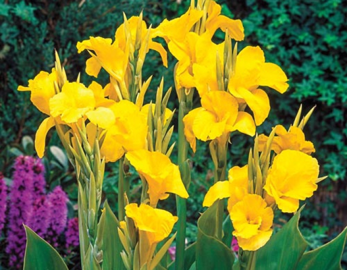 Canna ´Yellow´