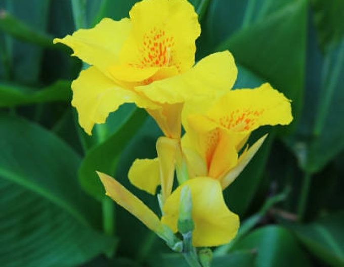 Canna ´Yellow´