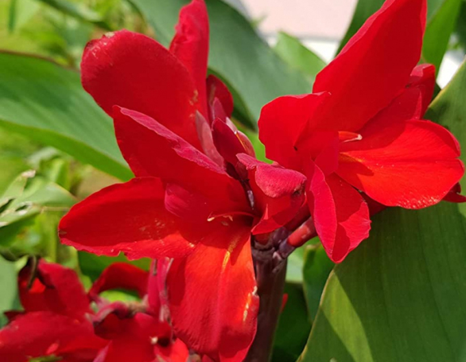 Canna ´Red´