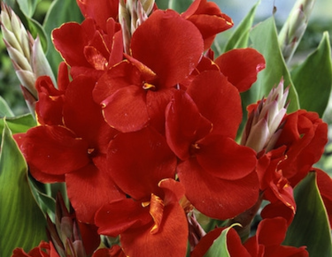 Canna ´Red´